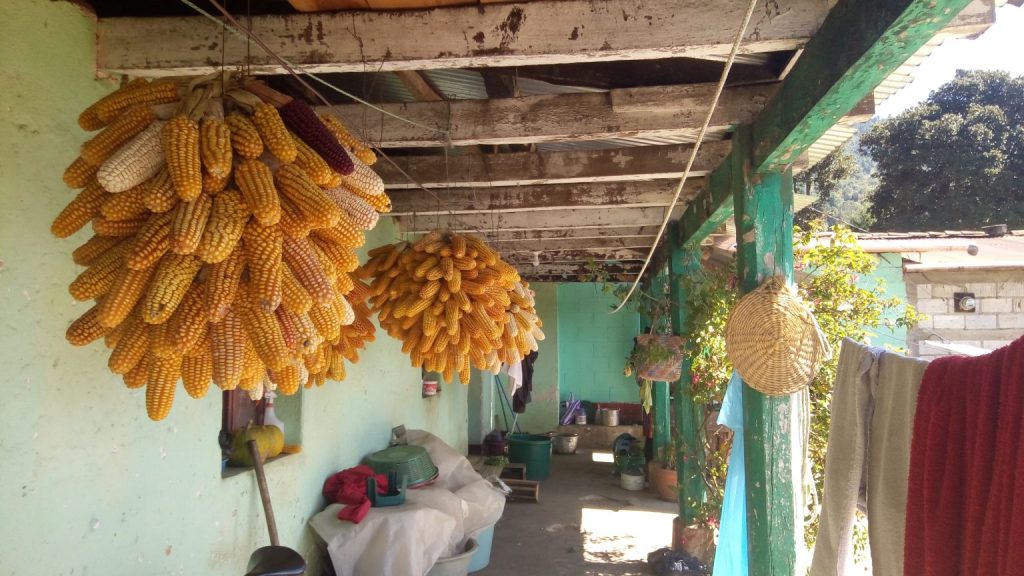 Il mais è un alimento essenziale nella dieta della popolazione indigena guatemalteca