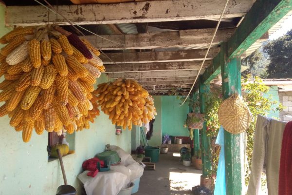 Il mais è un alimento essenziale nella dieta della popolazione indigena guatemalteca