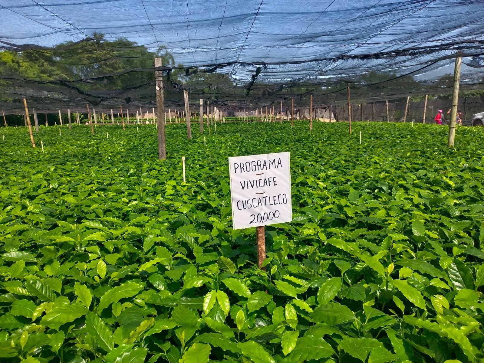 Piccoli produttori di El Salvador ricevono 840.000 piante di caffè grazie a un’iniziativa della Cooperazione italiana